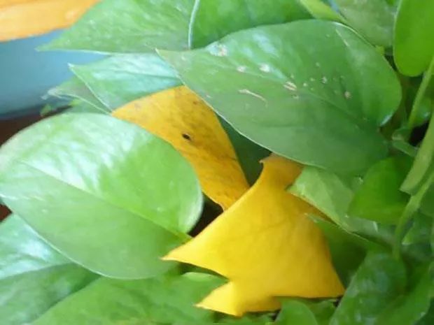 绿萝叶子发黄是什么原因？如何快速补救呢？